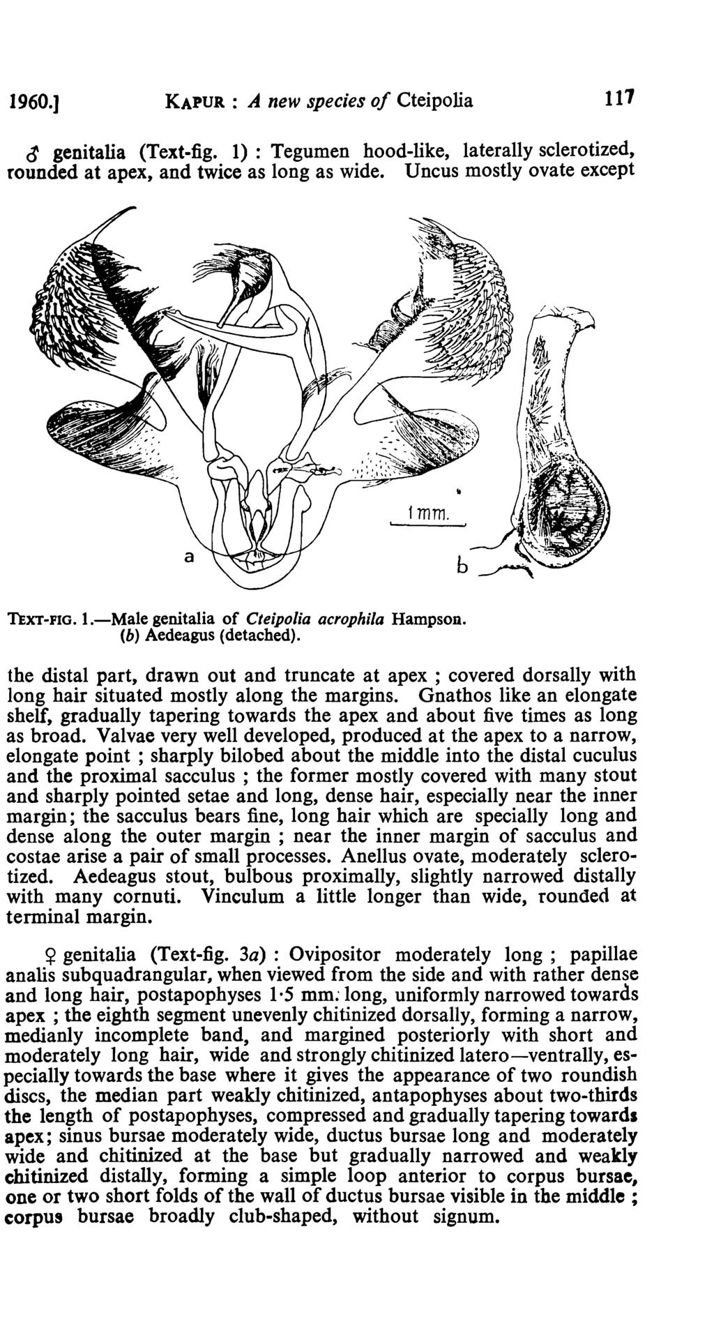 1960.] KAPUR : A new species of Cteipolia 117 ~ genitalia (Text-fig. 1): Tegumen hood-like, laterally sclerotized, rounded at apex, and twice as long as wide. Uncus mostly ovate except fmm. TEXT-FIG.