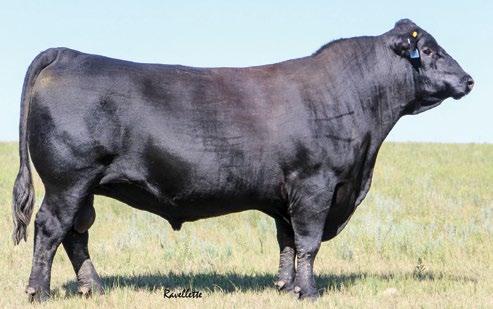 Reference Sires RFS DELTA D122 ASA#: 3178594 BD: 3/19/16 CE BW WW