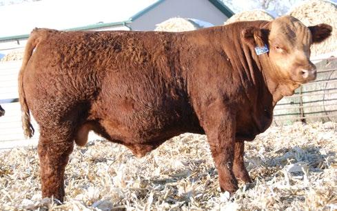 His and pedigree makes him a potential heifer bull candidate while still having some performance. TRAXS F02 BD: 2/6/2018 F01 TRAX F01 R PB 88 832 3.33 1365 40.5 PP CE 13.8 BW 1.7 WW 84.2 YW 132.