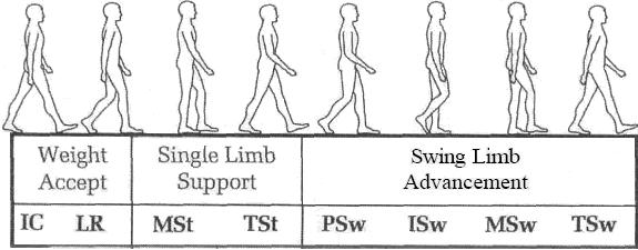 Fig. 1. A complete gait cycle can be viewed in terms of the three functional tasks of weight acceptance, single limb support, and limb advancement. 3.