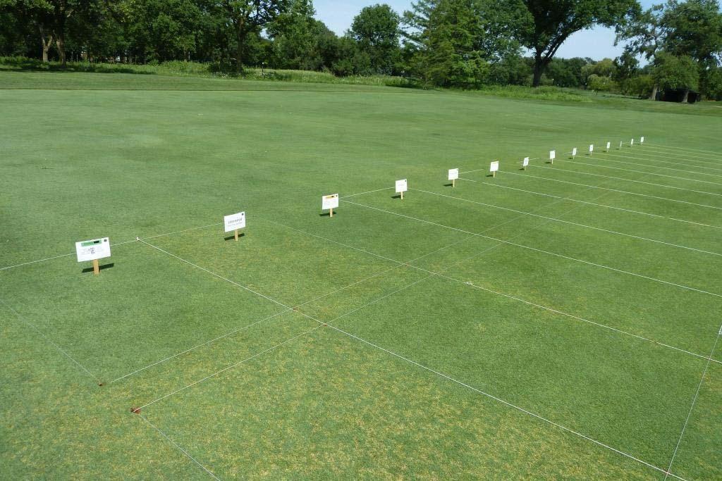 Image 5. By July, untreated plots were 40% blighted by dollar spot.