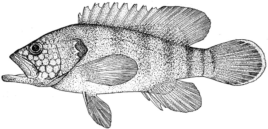 Groupers of the World 51 Cephalopholis nigri (Günther, 1859) Fig. 95 SERRAN Cephal 6 Serranus nigri Günther, 1859:112 (type locality: mouth of the Niger River).