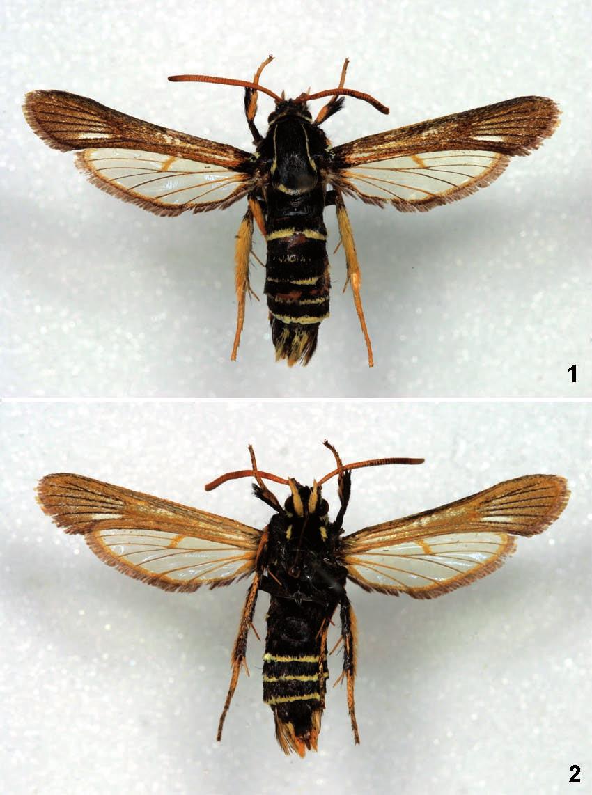 Redescription of female of Paranthrene insolita polonica 361 Legs: fore coxa black blue sheen, externally with pale elongated yellow spot, fore femur black; fore tibia with tufted black scales