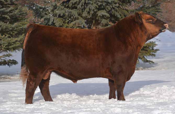 1707 TRUMP X BANEBERRY OR RHONDA - Available March 1st Red Soo Line Baneberry