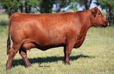A: RED SOO LINE BANEBERRY 5238 Owned with Niobrara Red Angus, NE DONOR B: RED