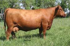 exciting genetic opportunity by the reigning National Champion Bull, Trump,