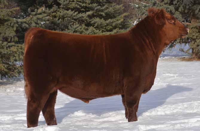 1708 PTO X MS YANKEE OR PRISCILLA - Available Early Spring Red WSF Ms Yankee 12W RED SOO LINE POWER