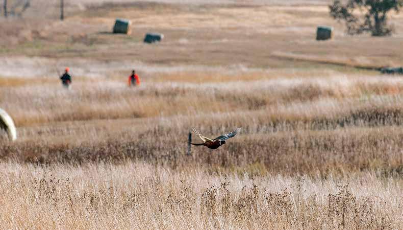 Upland Habitat, Making It Better 22 Heritage: Reviving the National Hunting Tradition 24 Advocacy: Work