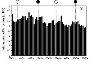 Fig. 3: Total number of daily detections of tagged S. doliatus recorded at Turtle Beach home territories over the period 23 Oct-19 Dec 2015.