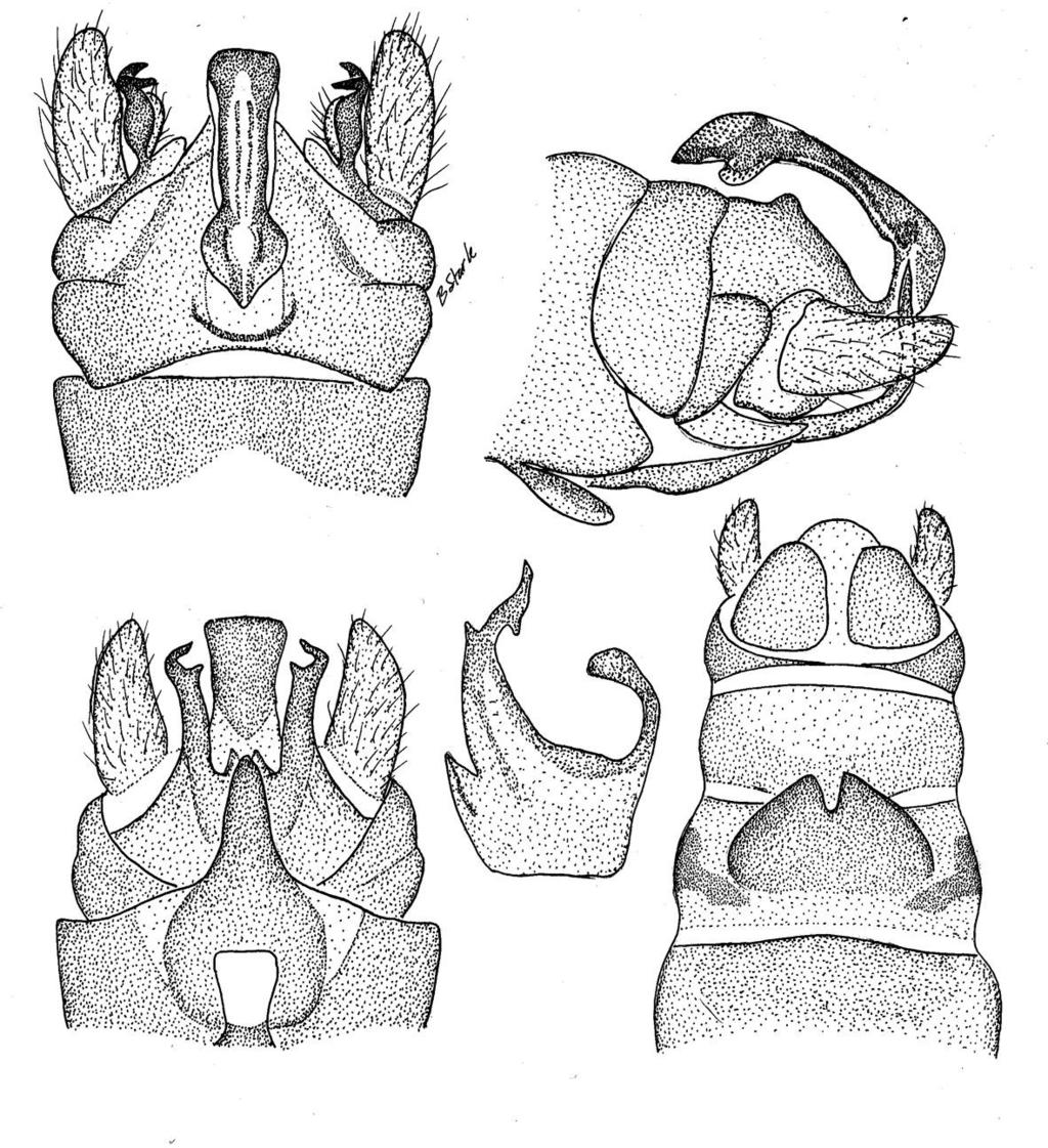 6 7 9 8 10 Figs. 6-10. Indonemoura auberti. 6. Male terminalia, dorsal aspect. 7. Male terminalia, lateral aspect. 8. Male terminalia, ventral aspect. 9. Male paraprocts, caudal aspect. 10. Putative female, ventral aspect.