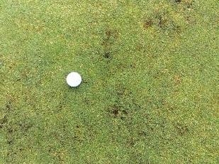 In some areas, the grub activity did compromise the early season performance of the greens.