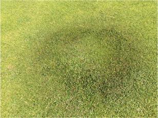 The technique is still being developed but there is good evidence of clover decline across most greens.