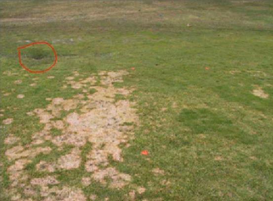 Turfgrass Cultural Practices to Reduce