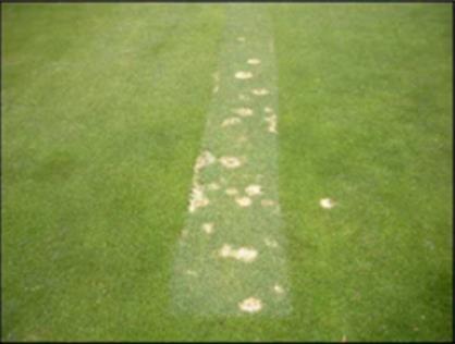 Turfgrass Cultural Practices to Reduce Snow Mold Utilize tolerant cultivars