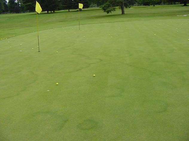 Fairy ring symptoms commonly associated with wet/dry cycles,