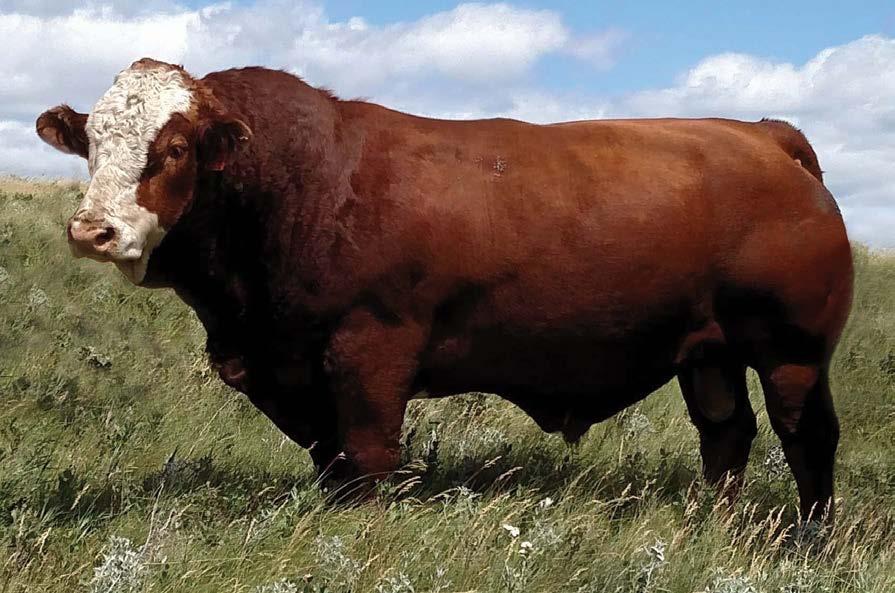 LAREDO 107Y BBBG FRANCHESCA 8T IPU Radium 20A Owned with S/M Fleckvieh Cattle. Semen Available.