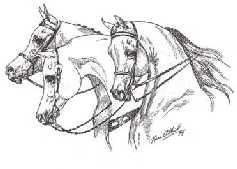 Ocala Arabian Horse Association $10,000 Added Prize Money Available!