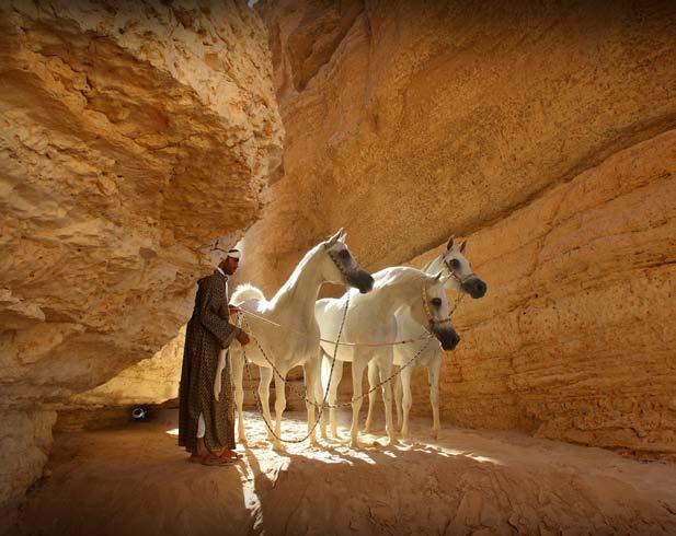 Asharqia Arabian Horse Festival is an