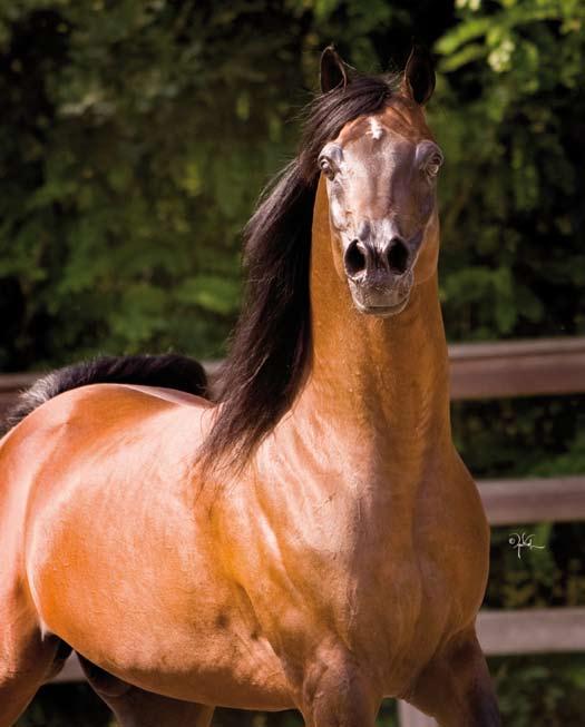 Sired by El Hilal, Imperial Al Kamar was a Sweepstakes Champion as a yearling, and continues to be an influential sire at Imperial, producing multiple champions for the farm and its clients.