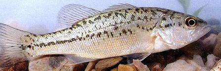 Black Bass (Micropterus