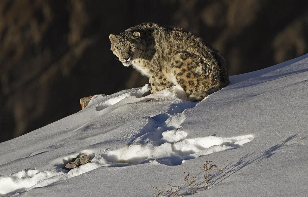 SNOW LEOPARD TRAIL: INTRODUCTION Snow Leopards are one of the rarest species that exist on our planet. They exist only in 12 countries in the world.