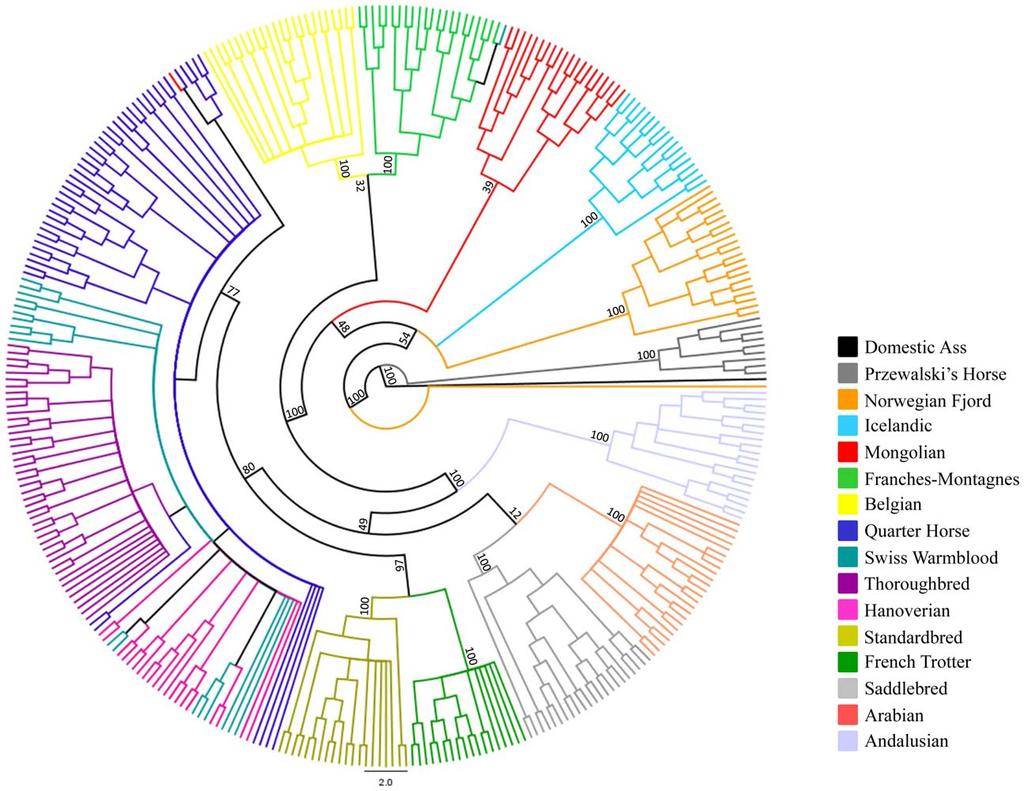 Figure 5. Phylogenetic tree of domestic horse breeds and Przewalski s Horse. Parsimony analysis across 46,244 autosomal loci in the Domestic and Przewalski s Horse.