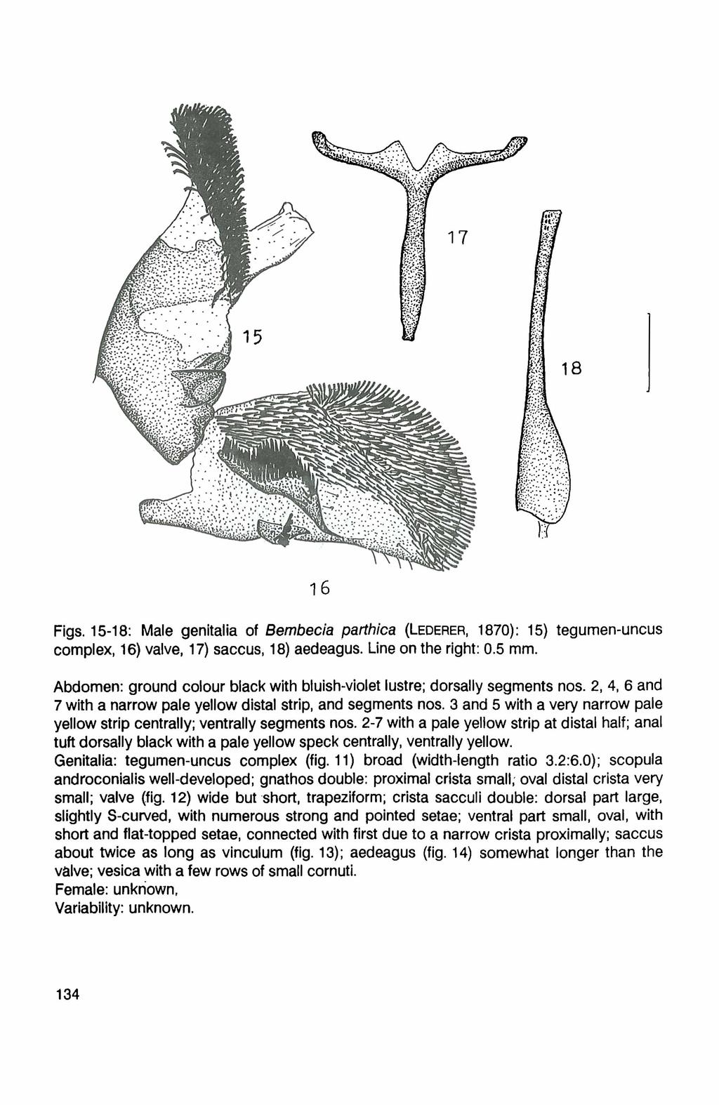 16 Figs. 15-18: Male genitalia of Bembecia parthica (Lederer, 1870): 15) tegumen-uncus complex, 16) valve, 17) saccus, 18) aedeagus. Line on the right: 0.5 mm.