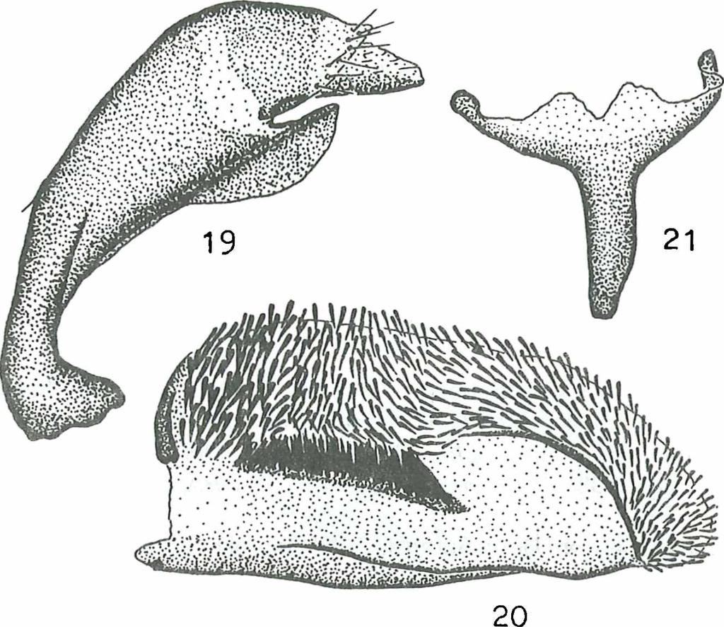 22 Figs. 19-22: Male genitalia of Chamaesphecia guriensis (Emich, 1872): 19) tegumenuncus complex, 20) valve, 21) saccus, 22) aedeagus. Line on the right: 0.5 mm.
