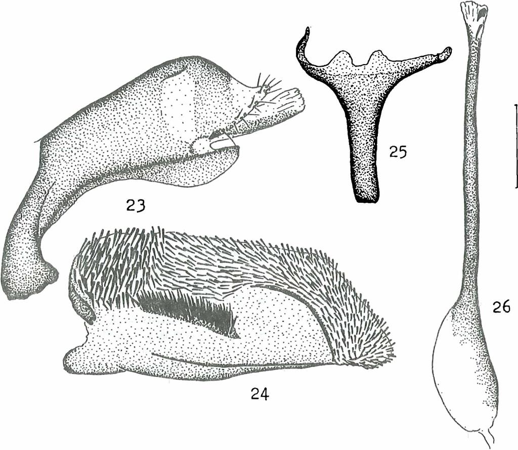 Figs. 23-26: Male genitalia of Chamaesphecia kistenjovi spec, nov., paratype: 23) tegumen-uncus complex, 24) valve, 25) saccus, 26) aedeagus. Line on the right: 0.5 mm.