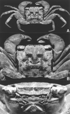 tooth being subparallel to the rest of the lateral carapace, and separated from it by a small or narrow cleft (Figs. 9B, 11B) (vs.