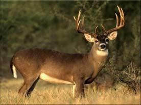 VBA is also looking at restoring the award for biggest doe.