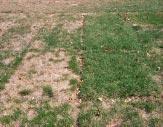 The area lies in that region that turfgrass specialists refer to as the Transition Zone, too far north for many of the warm-season grasses to easily survive winter and too far south for many of the