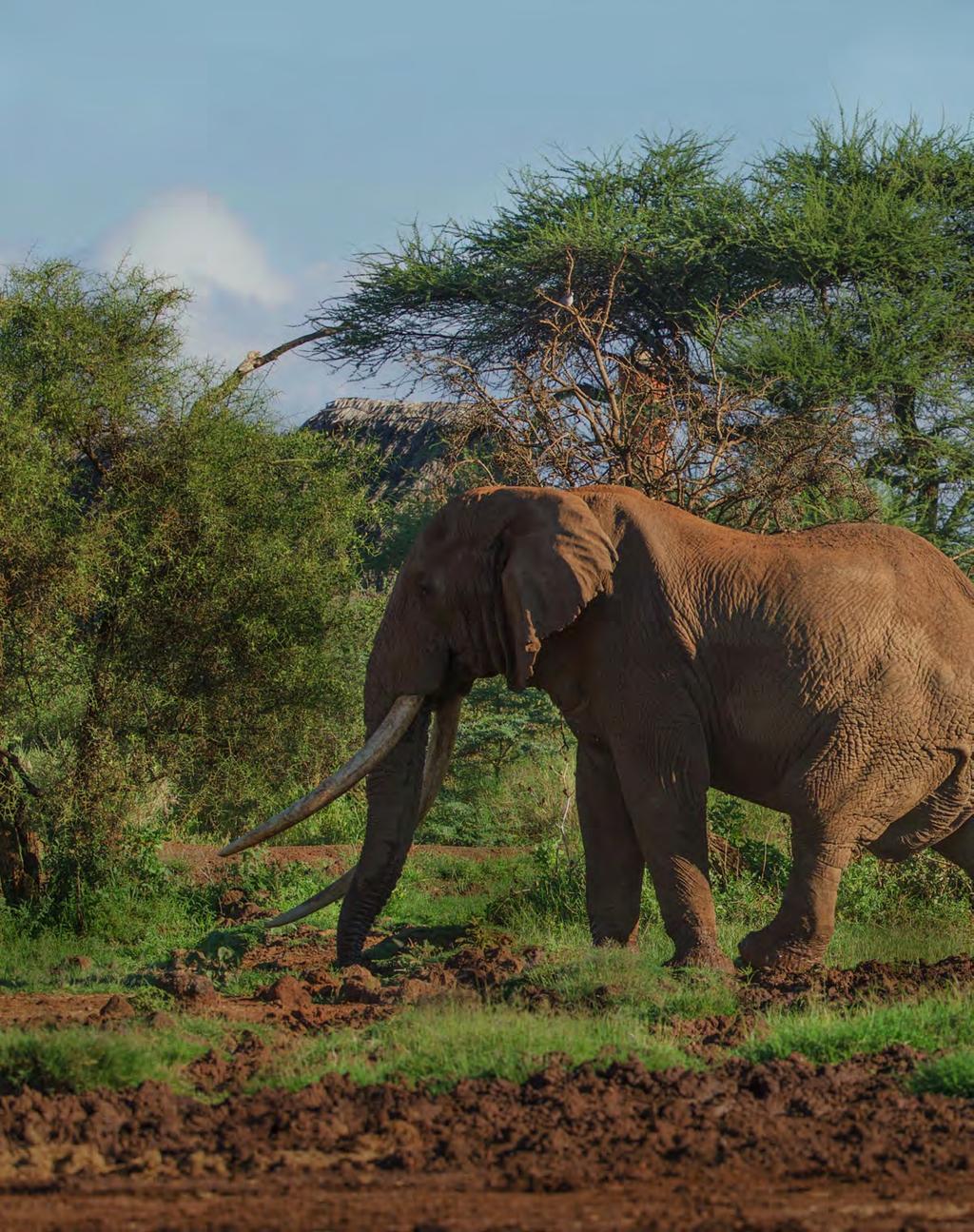 DAYS 3 & 4 TAWI LODGE AMBOSELI NATIONAL PARK Get your checklist ready Activities included Keep your camera close DAYS 3 & 4 Tawi Lodge Amboseli National Park Elephants celebrate birth, have lifelong