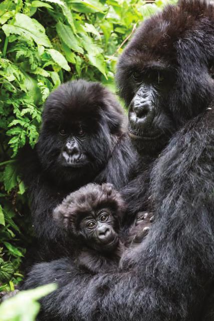 Join an exclusive club of people who get to personally observe the critically endangered mountain gorillas in their natural habitat.