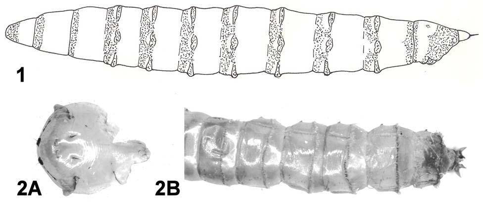 2 INSECTA MUNDI 0318, September 2013 GOODWIN Figures 1-2. Chrysops beameri. 1) Illustration of the pubescence pattern of in lateral view. 2). Images of the pupa: A. ventral view of frontal plate; B.