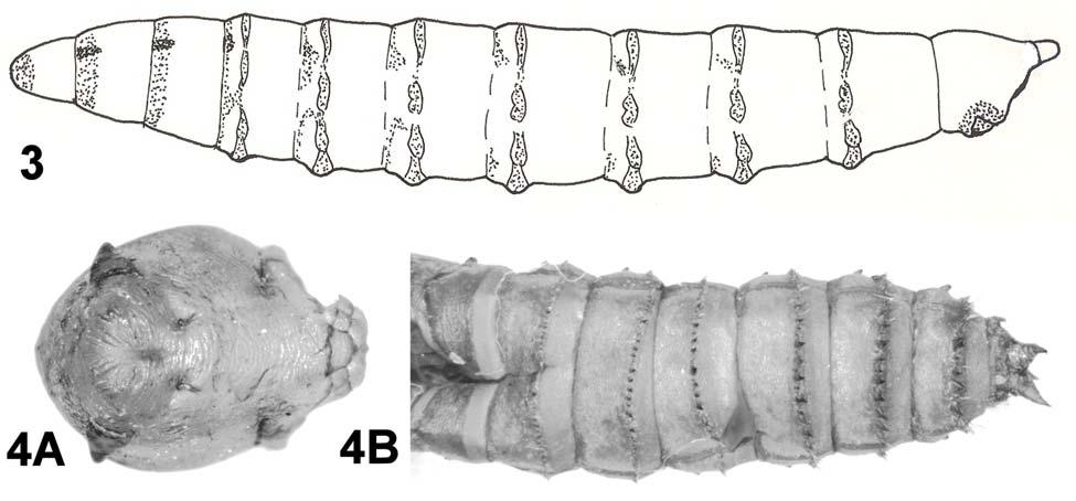 NEARCTIC TABANID LARVAE INSECTA MUNDI 0318, September 2013 3 Figures 3-4. Hybomitra trispila. 3) Illustration of the pubescence pattern of in lateral view. 4) Images of the pupa: A.