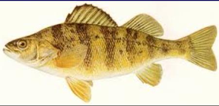 SCENARIO: YELLOW PERCH IN LAKE WINNIPEG Located 712 feet above sea level, Lake Winnipeg is a shallow lake composed of two basins: a wide north basin and a narrow south basin.