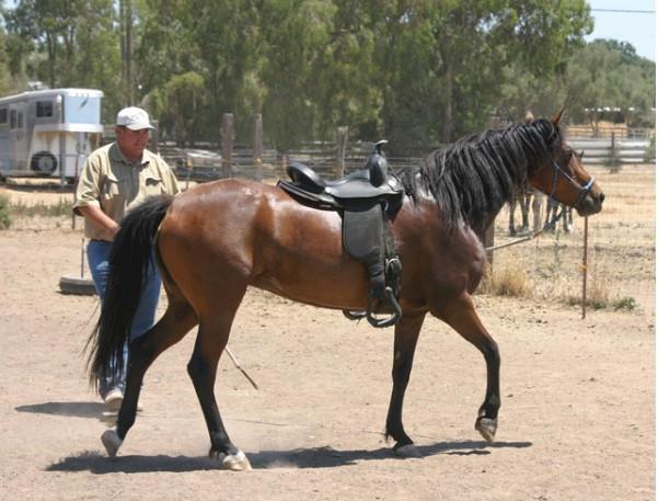 Regency Phoebe (Regency Prometheus x Aquilas Royal Satin) 2001 bay,mare, broke to saddle $2,500 HVR Goldilocks