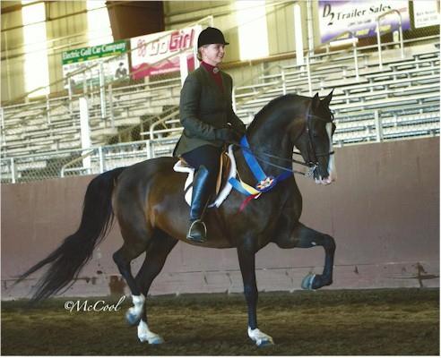 loves to work. Has schooled to 1 st level dressage, makes stunning western pleasure horse.
