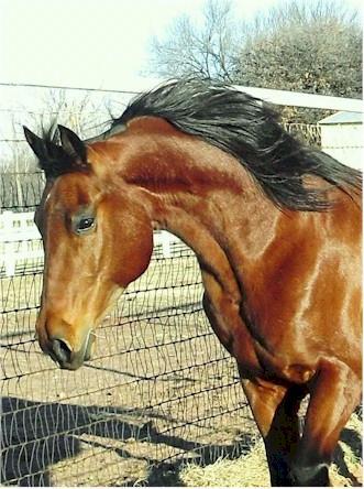 Super sweet elegant mare! $4000 obo Noble Acres Carol Noble, PO Box 757, North San Juan, CA 95960. (530) 292-3048. napr@localnet.