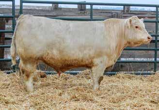 MATTIE2135 BW 85 ADJ. WW 662 101 1184 101 7.1-1.5 22 44 13 3.1 24 0.6 194.98 Good commercial bull out of a stout made Rio Bravo daughter 14 0.46 0.012 0.