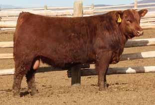 RED ANGUS SIRES 5L Out in Front 1701-457B :: Sire of Lot # 48 BUF CRK The Right Kind U199 :: Sire of Lot # 47 HXC Justice 4017B :: Sire of Lot # 58, 83-86 C-Bar Eldorado 114Z :: Sire of Lot # 59-60 E
