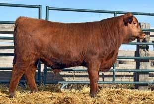5 49 84 31-2 10 9 16 This smooth made, slick haired, son of SPUR Franchise is as attractive on paper as he is in the pen! He is a phenotypical stand out with breed leading carcass traits. 0.84 0.