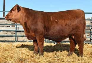 BW 86 ADJ. WW 659 152 52 12-1.5 57 95 25 0 12 8 12 This dimensional powerhouse is a full sib to the Lot 41 bull. If you are serious about building a 0.85-0.02 27 0.58 0.