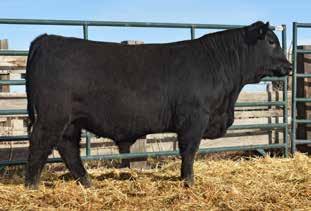 Boasting a top 6% GM, 9% WW, and 13% YW, he is sure to stamp out stout made calves that won t stop growing until they hit the rail! Keep him in the front pasture and make your neighbors drool!