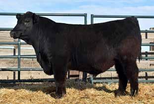 ! Deluxe calving ease!! Selling ½ interest and full possession.