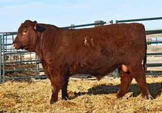 RED ANGUS BULLS 30 RANCHER S CHOICE Lot 64 Lot 65 Lot 66 Lot 67 64 LASO SOVEREIGN D178F Birth Date: 12/28/2017 Reg Num: 3932309 Category: 1A BUF CRK LANCER R017 5L INDEPENDENCE 560-298Y BUF CRK