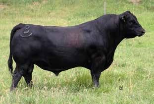 BW ADJ. WW CED BEPD WEPD YEPD MILK CW MARB RE FAT 5 1.6 48 91 32 30 0.48 0.45 0.000 Game Time did a great job for us, with progeny that performed well yet didn t get huge at maturity.