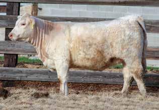 100 HACC SHES UP THE CREEK 809 POL Birth Date: 1/19/2018 Reg Num: F1253001 Polled COOLEY ROYCE 1107T39 SCHURRTOP HCR RANCHER BIG CREEK MASTER CHIEF 334 PLD MS COOLEY S DUKE 1107N60 M840464 BIG CREEK