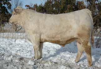 Co-owned with Wright Charolais, MO. EPD Rank: Top 35% CE, 1% in Milk, 5% MTL and 25% for low Fat.